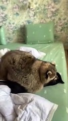 Raccoon Loves to Cuddle Kitty