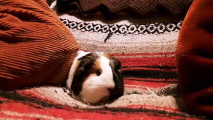 CAVIA PORCELLUS TURMERIC 20190711_111437