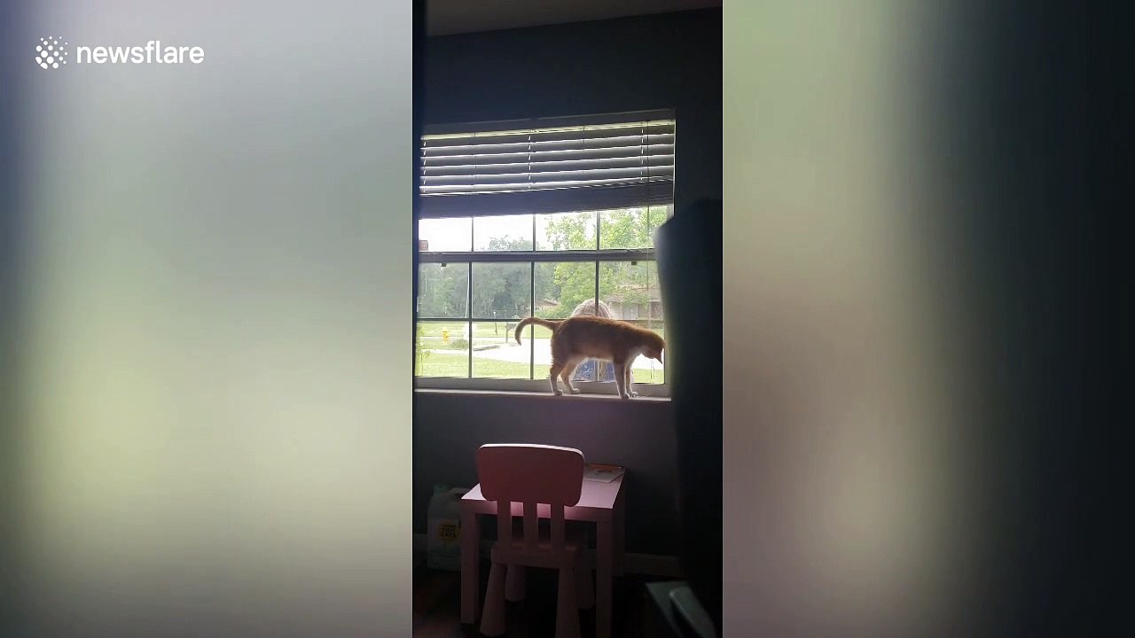 This cat really loves his human!
