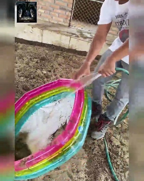 Le comparamos esto a PUMBA y ZEUS - Esto fue lo que hicieron
