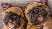 Great Love Bulldogs - Funny and Cute French Bulldog Compilation #19 _ Dogs Awesome