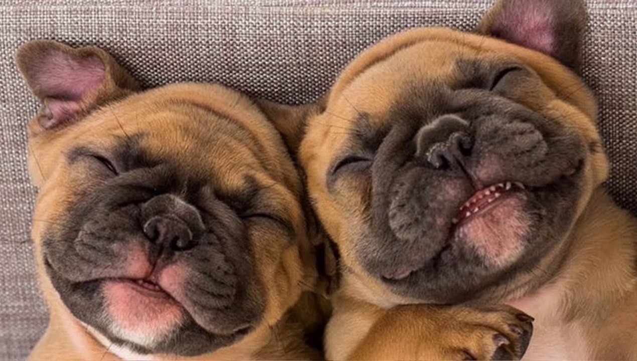 Great Love Bulldogs - Funny and Cute French Bulldog Compilation #19 _ Dogs Awesome