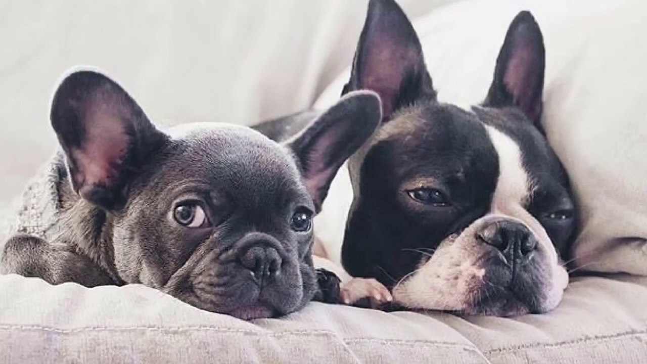 Frenchie eating the banana ♡ Cute funny French Bulldogs _ Funny DOG Compilation #458