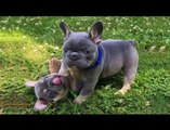 Cute Bulldog Puppies You Wanna Take Home - Funny and Cute French Bulldog Compilation #12
