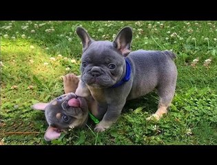 Cute Bulldog Puppies You Wanna Take Home - Funny and Cute French Bulldog Compilation #12