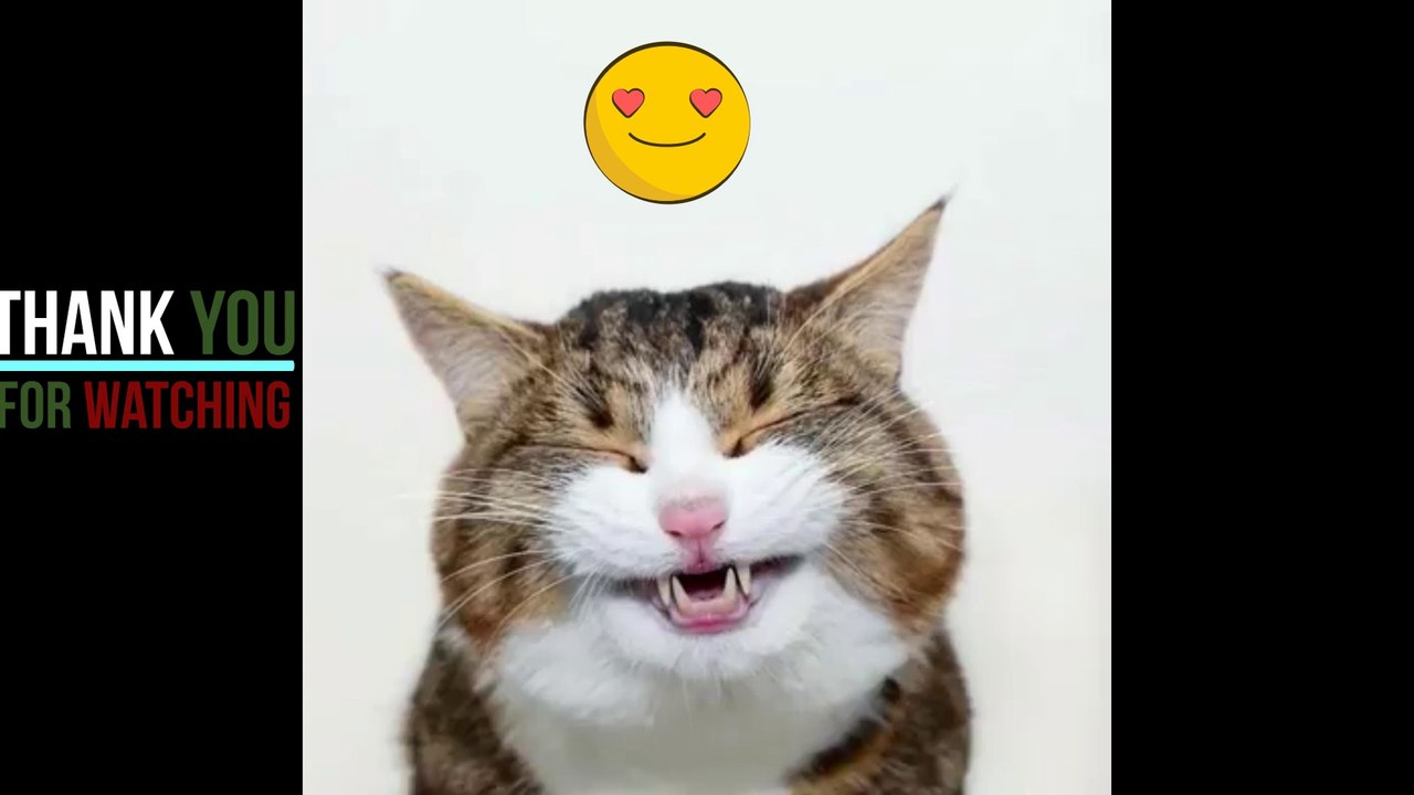 Beautiful and funny shots with cats ."laughter never ends Compilation #funny animal2020