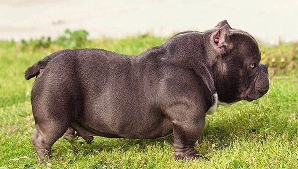 33. Exotic American Bully Videos - Funny and Cute American Bully Compilation 2020 #6