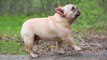 Funny and cute French Bulldog Puppies video - Funny Dog _ Dog are Awesome