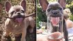 So Cute Dog Puppies - Amazing French Bulldog Videos Compilation 2020 _ Dogs Awesome