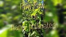 Naturally pollinated pow pow tree grows fruits that are larger than Philippine mango