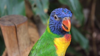 20 Most Beautiful Bird's ||| Relaxing Music ||| Bird's  Sound ||| Meditation