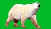 polar bear walk || green screen videos | Green screen background || green screen video || polar bear green screen || green screen polar bear