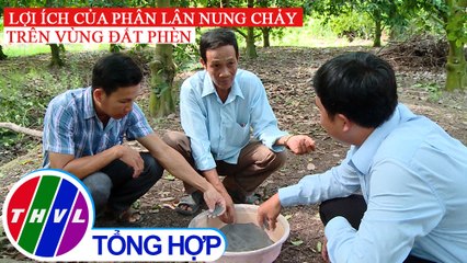 Nông nghiệp bền vững: Lợi ích của phân lân nung chảy trên vùng đất phèn