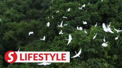 A paradise of birds in Chinese city
