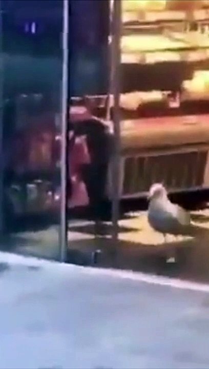 Cette mouette vole un paquet de chips au supermarché !