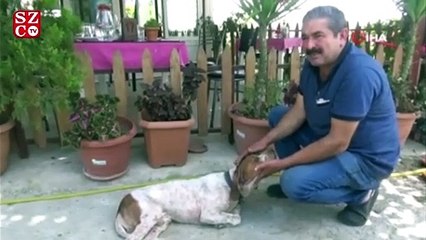 10 bin lira kredi çekip yaralı köpeği tedavi ettirdi