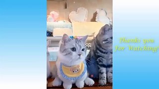 Cute Pets And Funny Animals Compilation #3