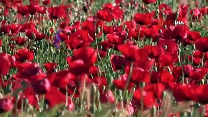 Elazığ'da gelinciklerin görsel şöleni