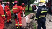 Chinese firefighters rescue buffalo trapped in manhole