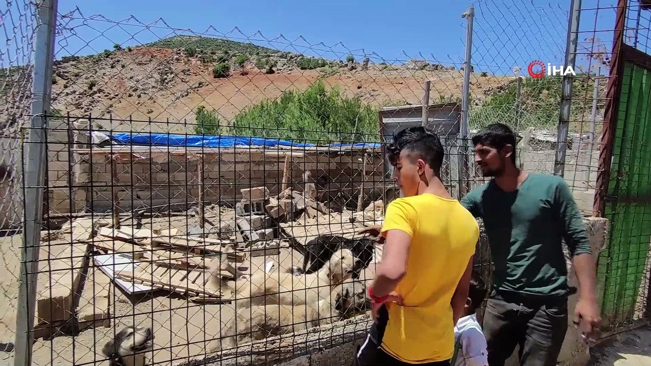 Sokak hayvanları için mama ve ilaç desteği