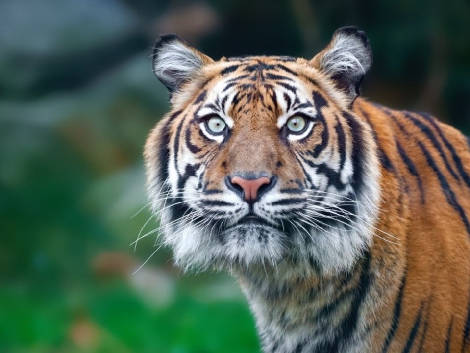 Es reicht: indischer tiger kriegt lebenslänglich