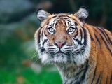 Es reicht: Indischer Tiger kriegt lebenslänglich
