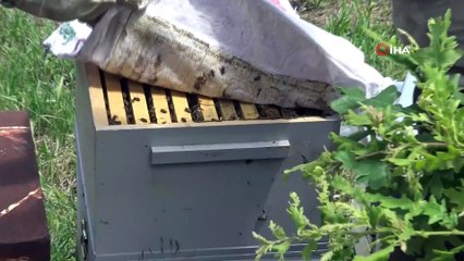 Kilosu 100 liraya satılan bala ayılar dadandı