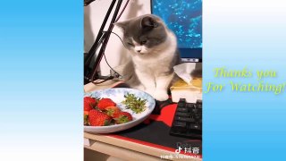 Cute Pets And Funny Animals Compilation #5