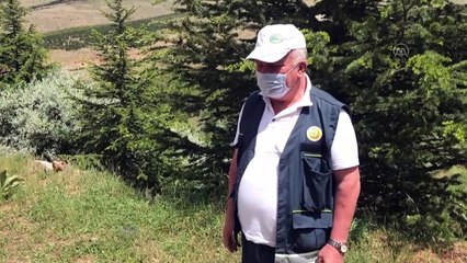 İç Anadolu'nun bozkırı Kırşehir 'yeşeriyor'