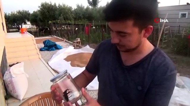 Nadir görülen geyik böceği Osmaniye’de ortaya çıktı
