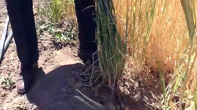 Yerli arpa çeşitlerinden beklenen verim alındı - MALATYA