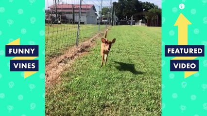 114. TRY NOT TO LAUGH - BAD DAY__ WATCH THESE FUNNY ANIMALS!