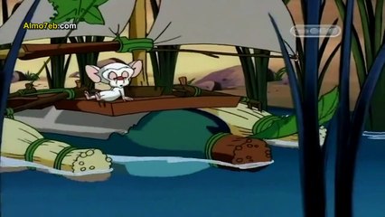 بينكي وبرين مغامرة في الأدغال