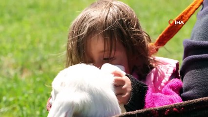 Minik Şirin’in kuzuyla aynı bohçada yolculuğu
