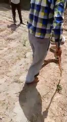 गांव में अजगर निकलने की सूचना पर लोगों में दहशत