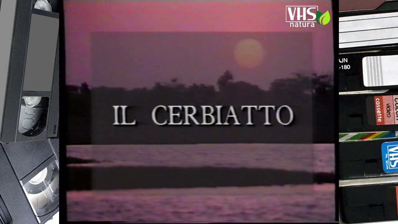 IL CERBIATTO