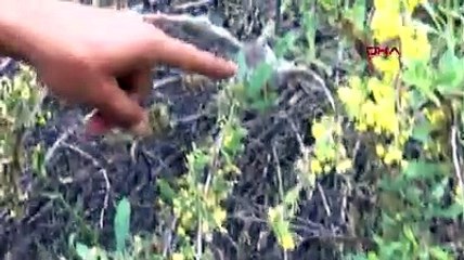 Sivas'ta 6 köyde tırtıl sürüsü tehdidi