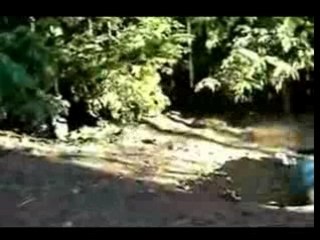 Staffordshire Bull Terrier Kasha