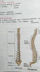 Music Instruments ( Guitar )