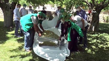 Cumhurbaşkanı Erdoğan’ın her sabah yediği dut pekmezinin sırrı güneşte