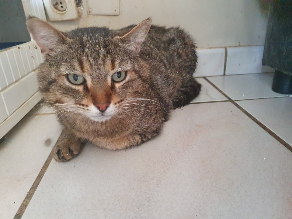 Elle adopte un chat dans un refuge mais le ramène en moins de 24 heures…