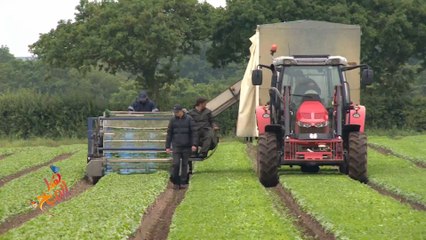 شركة زراعية ببريطانيا تستعين بمن فقدوا وظائفهم بسبب كورونا