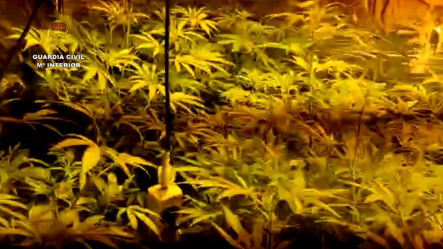 Desmantelada una plantación de marihuana y dos puntos de venta de drogas
