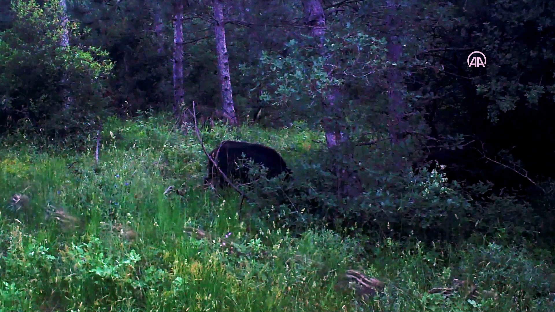 Yaban hayatı fotokapanla görüntülendi - TEKİRDAĞ
