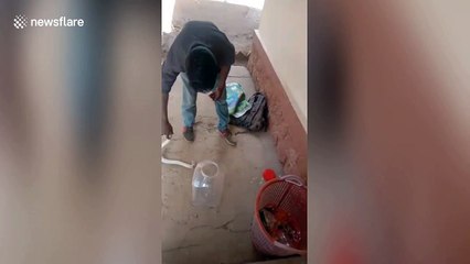 Rare white cobra caught in southern India