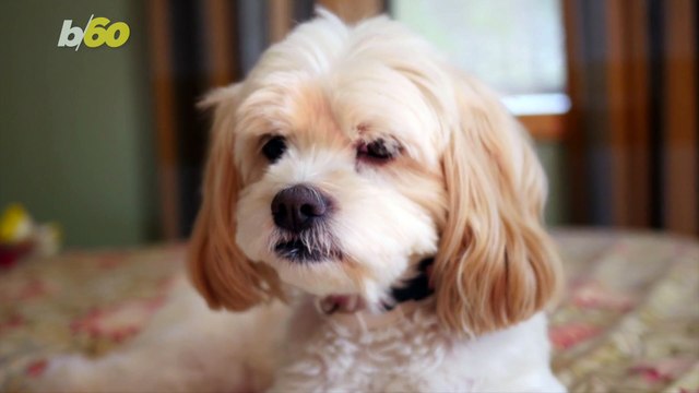 This Pet Rescue Jet Could Reunite Pets and Their Owners