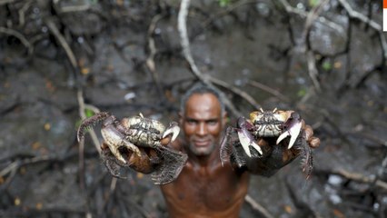 Brazil's mangroves on the front line of climate change