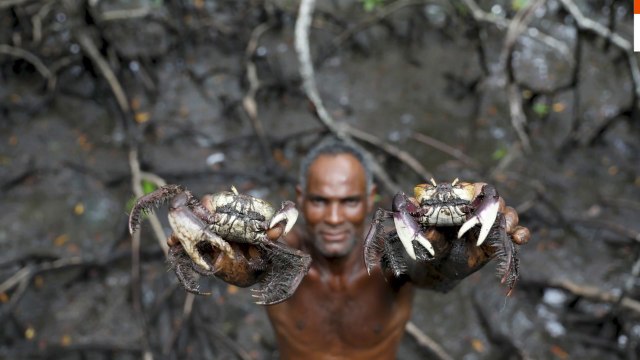 Brazil's mangroves on the front line of climate change