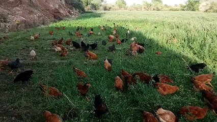 रिजका और पपीता ने बदली किसान की तकदीर