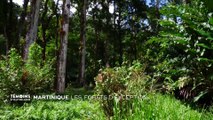 Martinique : Les forêts d'exception